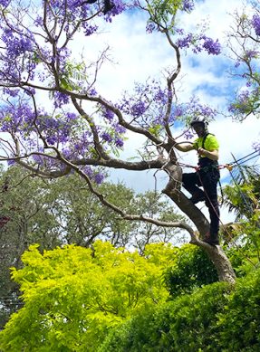 Rectangle-Deadwooding-Jacaranda