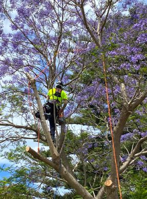 Rectangle-Removing-torn-brunch-from-a-healthy-Jacaranda-in-bloom